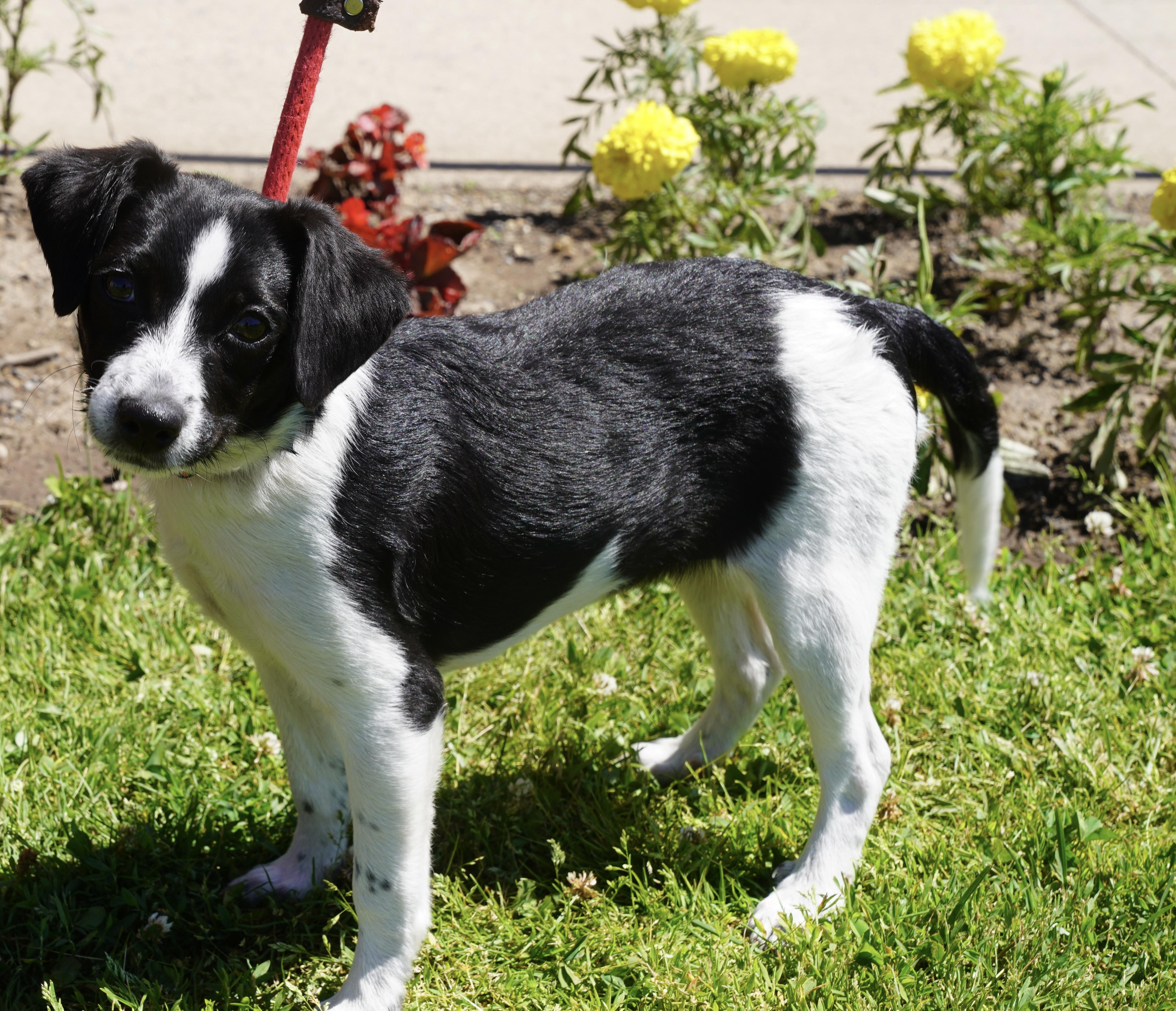 A baby small-sized female Black Chihuahua dog named Cheddar for adoption in Pottsville, PA
