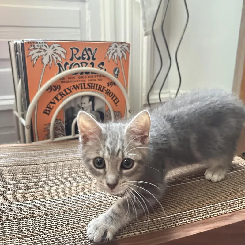 A baby medium-sized male Tabby (Gray / Blue / Silver) Domestic Short Hair cat named Tomato Tommy for adoption in Philadelphia, PA