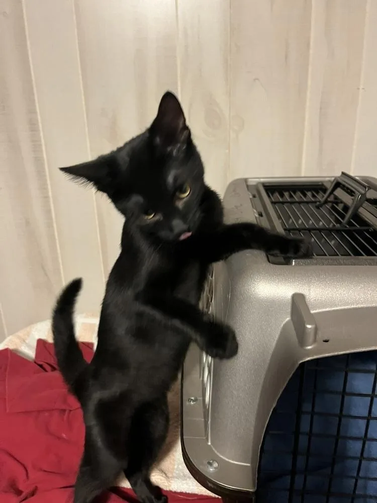A baby small-sized male Black Domestic Short Hair cat named Peanut for adoption in Bolton, CT
