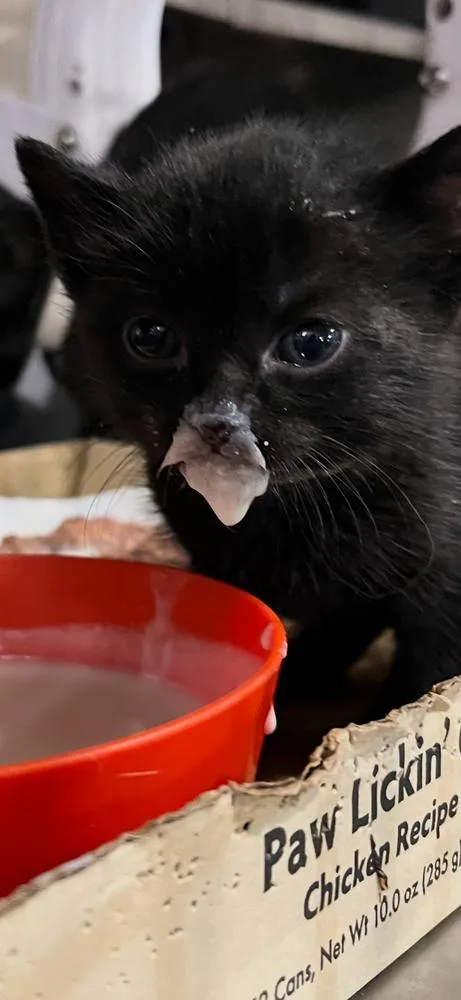 Peanut thumbnail 2