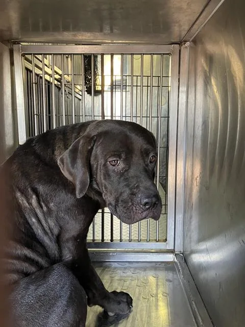 A young large-sized female Mixed Breed dog named Nova for adoption in Dallas, TX