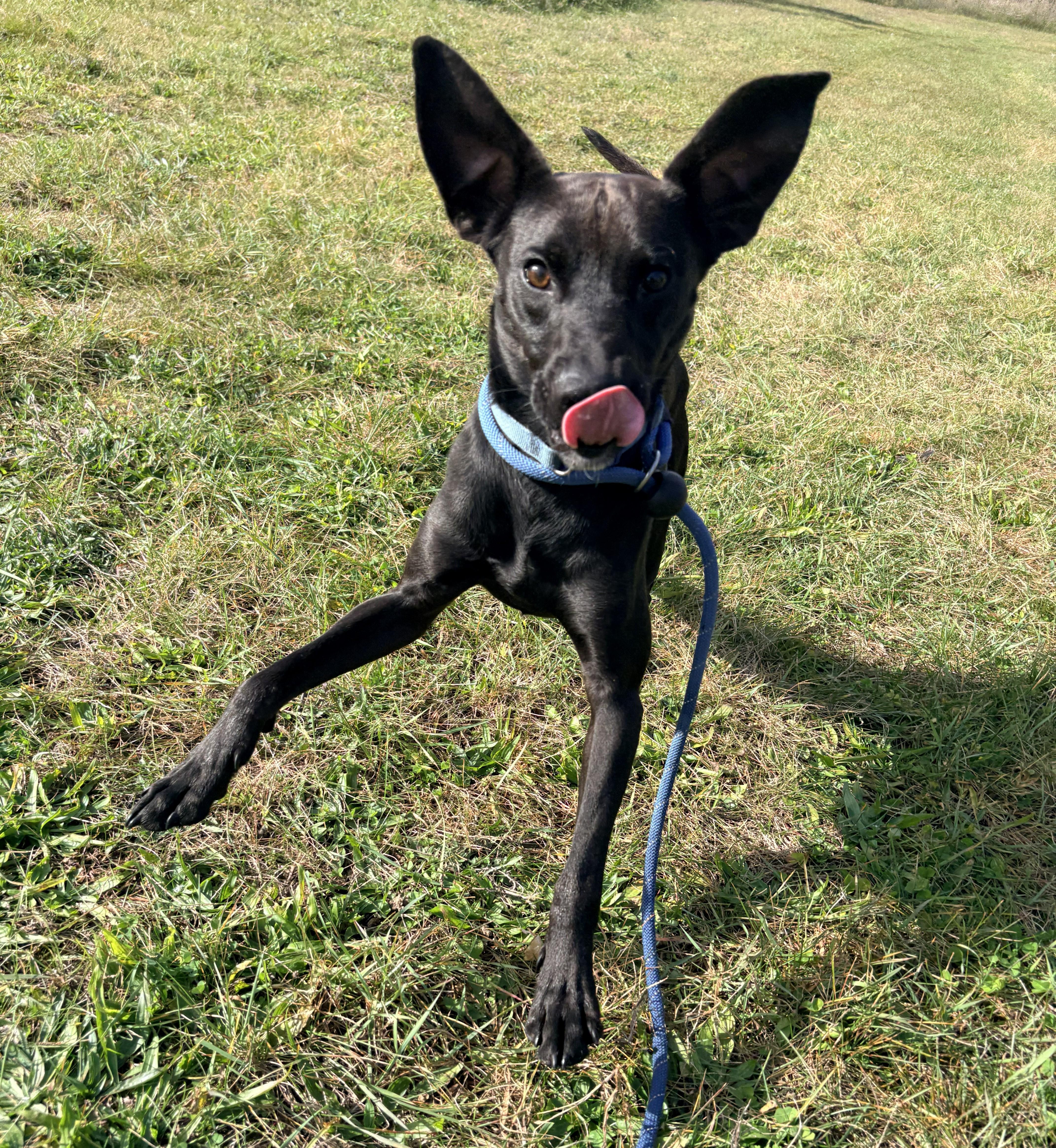 A young medium-sized male Black Mixed Breed dog named Vlad for adoption in Allegan, MI
