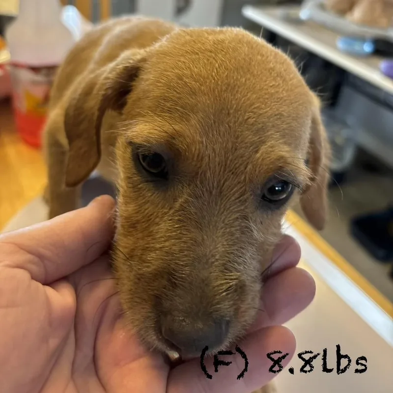 A baby small-sized female White / Cream Mixed Breed dog named Sage for adoption in Bellingham, WA