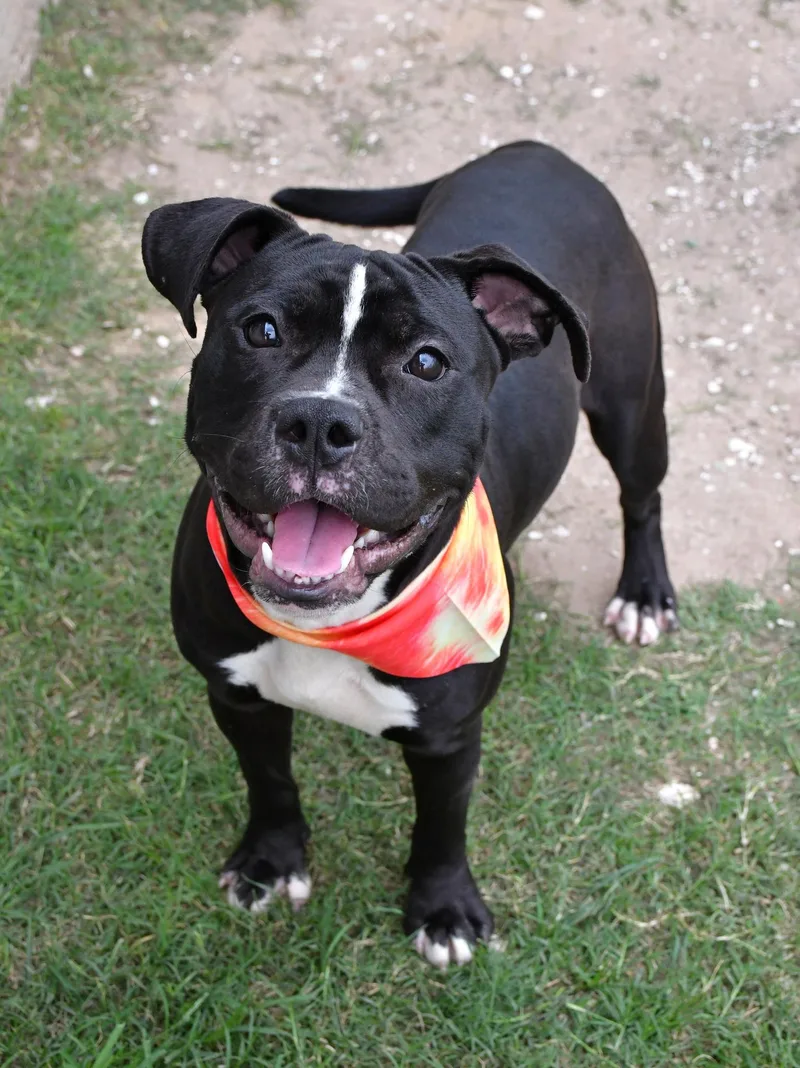 An adult medium-sized male Pit Bull Terrier dog named Devo for adoption in Eagle, ID