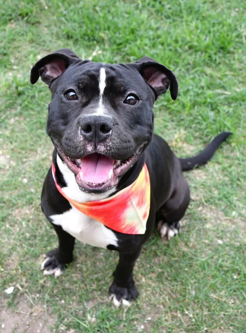 Devo thumbnail 3