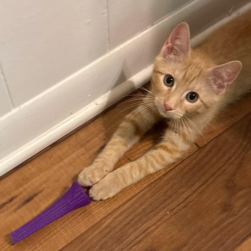 A baby small-sized male Orange / Red Domestic Short Hair cat named BoTato for adoption in Durham, NC