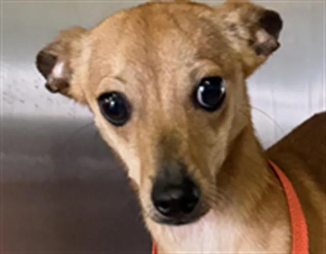 A young small-sized female Chihuahua dog named Sandy for adoption in Los Angeles, CA