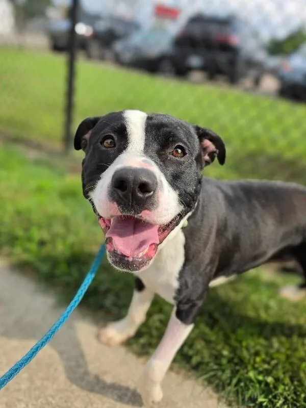 An adult large-sized male Black Mixed Breed dog named Pepe for adoption in Cincinnati, OH