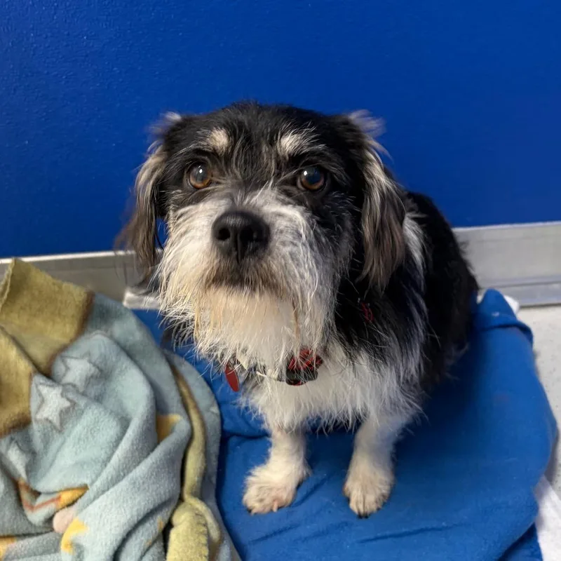An adult small-sized male Black Terrier dog named Frankenstein for adoption in Greensboro, GA