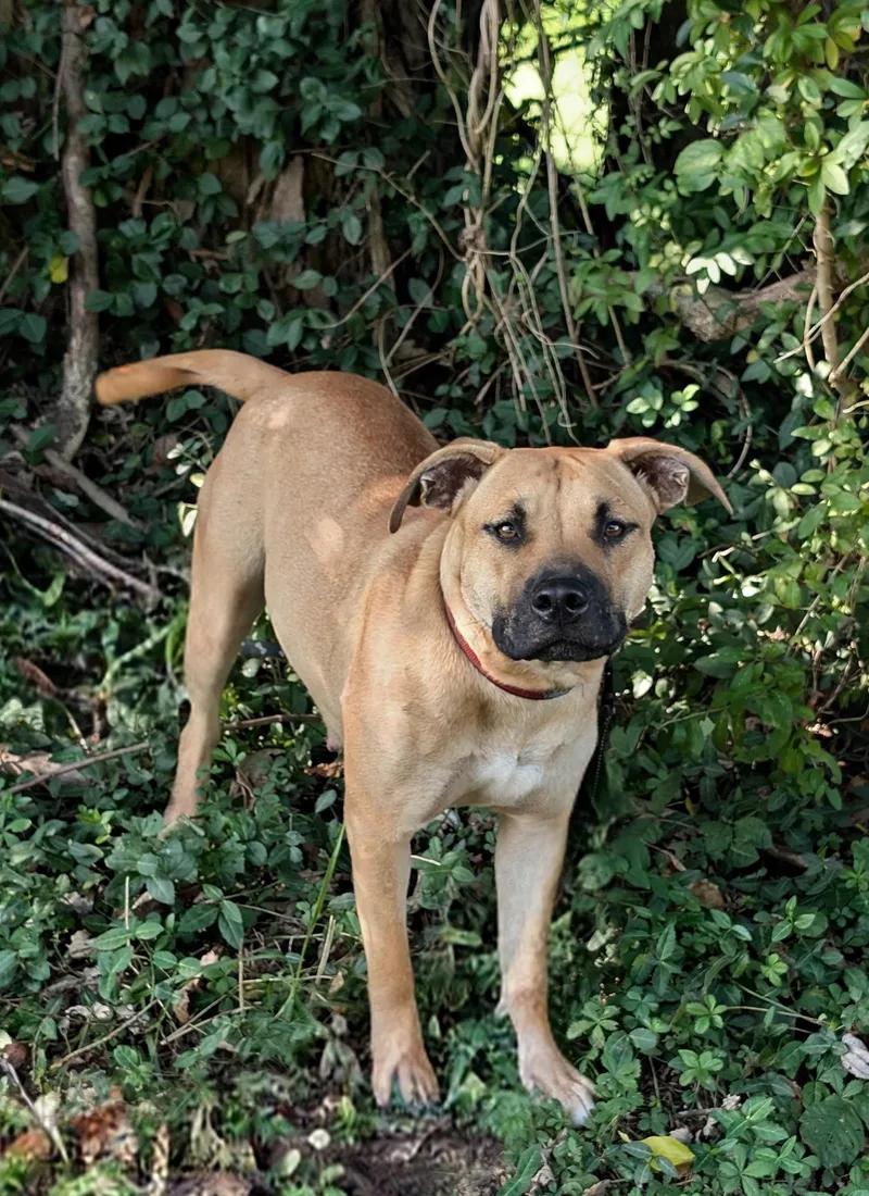 Duchess