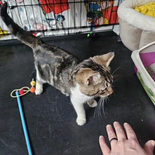 Cinnabon thumbnail 2