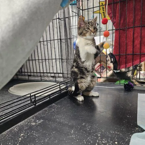 Cinnabon thumbnail 3