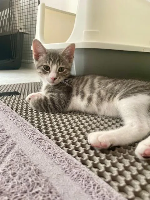 A baby medium-sized male Tabby (Gray / Blue / Silver) Domestic Short Hair cat named Birch for adoption in Little Falls, NJ