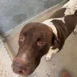 An adult large-sized male Brown / Chocolate Pointer dog named Fritz for adoption in Moline, IL