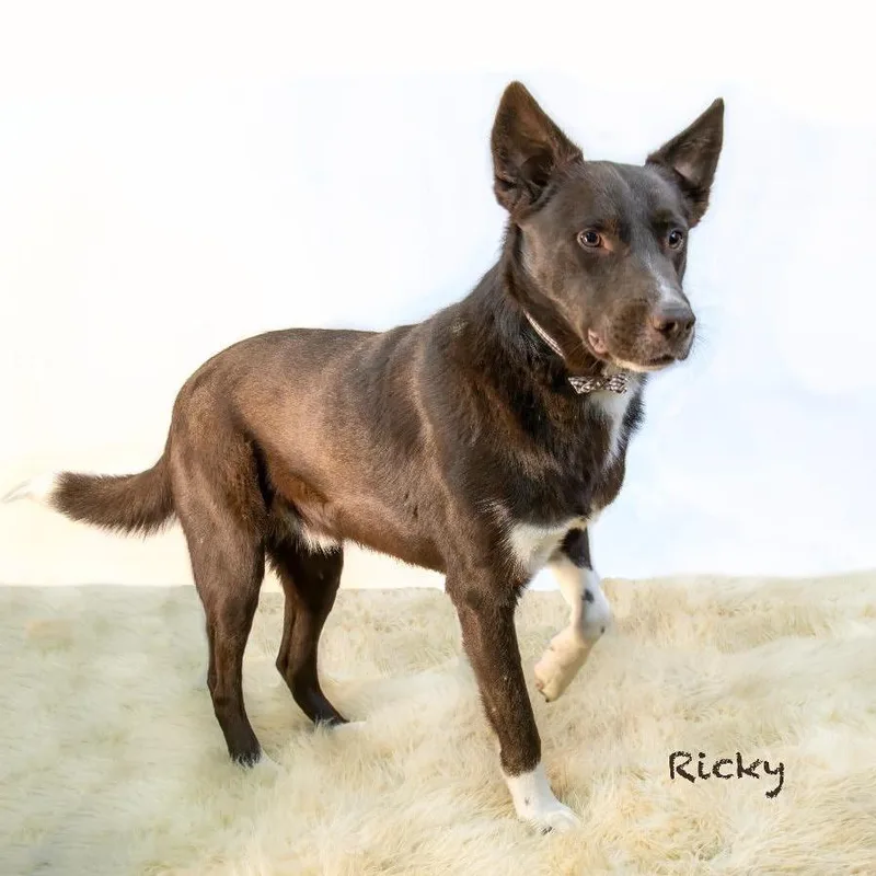 An adult medium-sized male Brown / Chocolate Shepherd dog named Ricky for adoption in Northbrook, IL