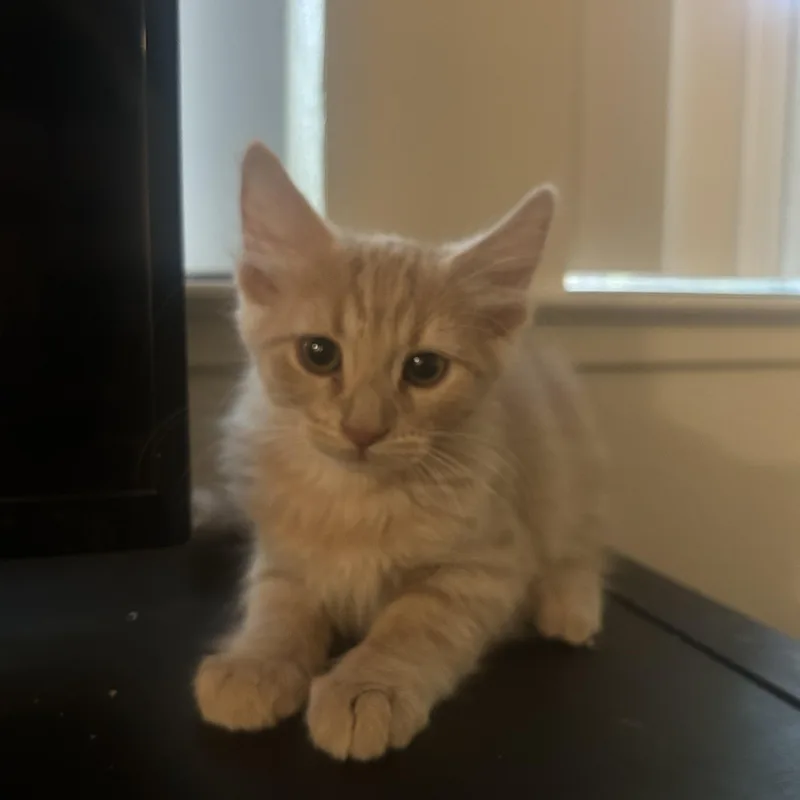 A baby medium-sized male Tabby (Buff / Tan / Fawn) Domestic Medium Hair cat named Spring Lake for adoption in Davis, CA