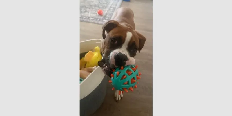 A baby medium-sized male Boxer dog named Charlie Vii for adoption in Hewitt, TX