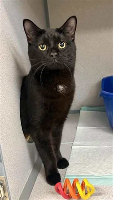 A young small-sized male Domestic Short Hair cat named Bread Pudding for adoption in Aliquippa, PA