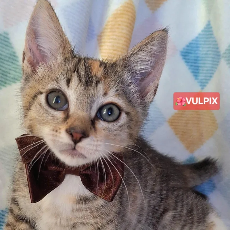 A baby small-sized female Calico Domestic Short Hair cat named Vulpix for adoption in Fullerton, CA