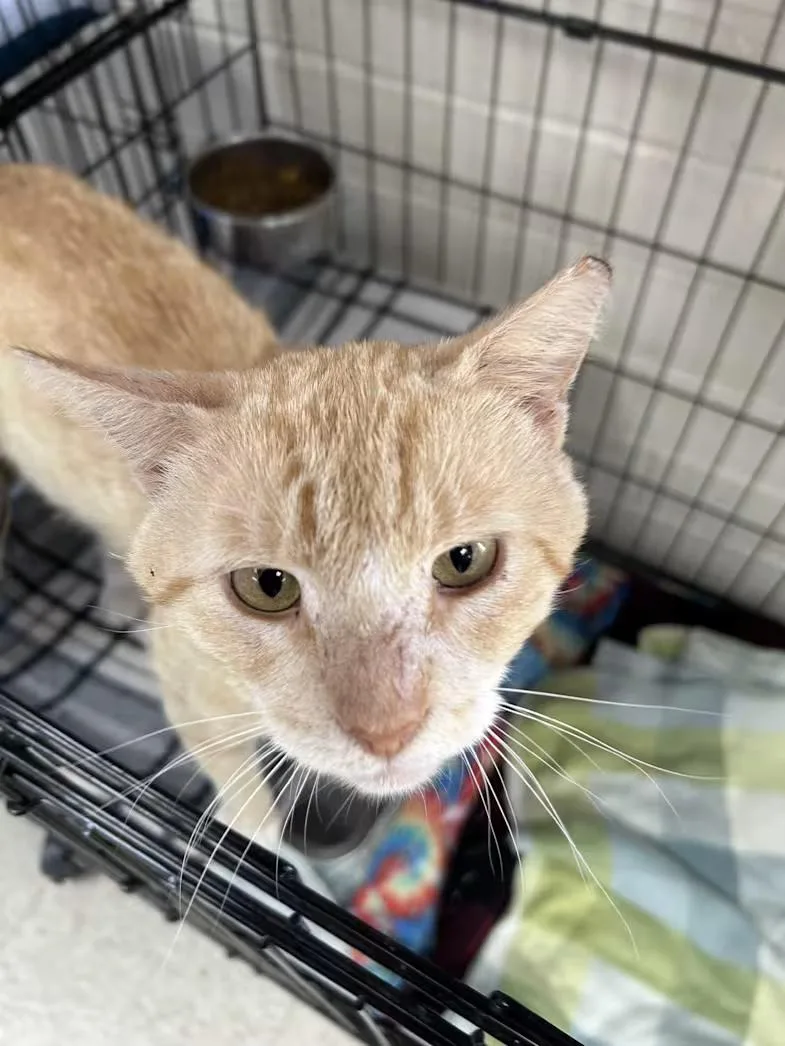 An adult medium-sized male Orange & White Domestic Short Hair cat named Mac for adoption in Greensboro, NC