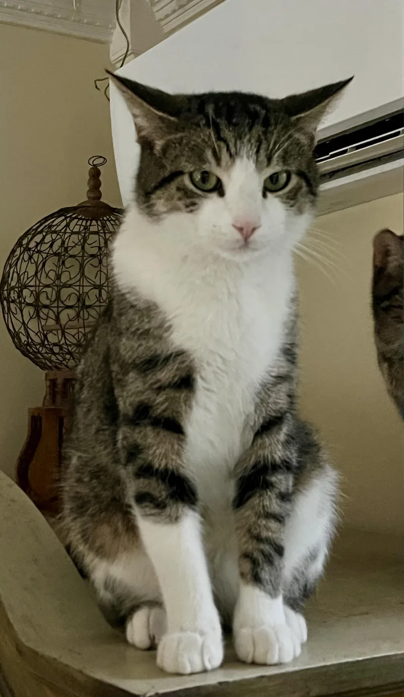 Binx thumbnail 2