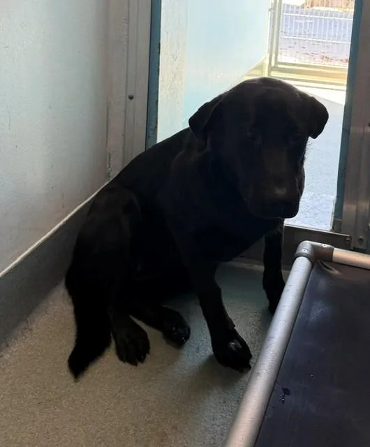 A young medium-sized female Labrador Retriever dog named Savannah for adoption in Baldwin Park, CA