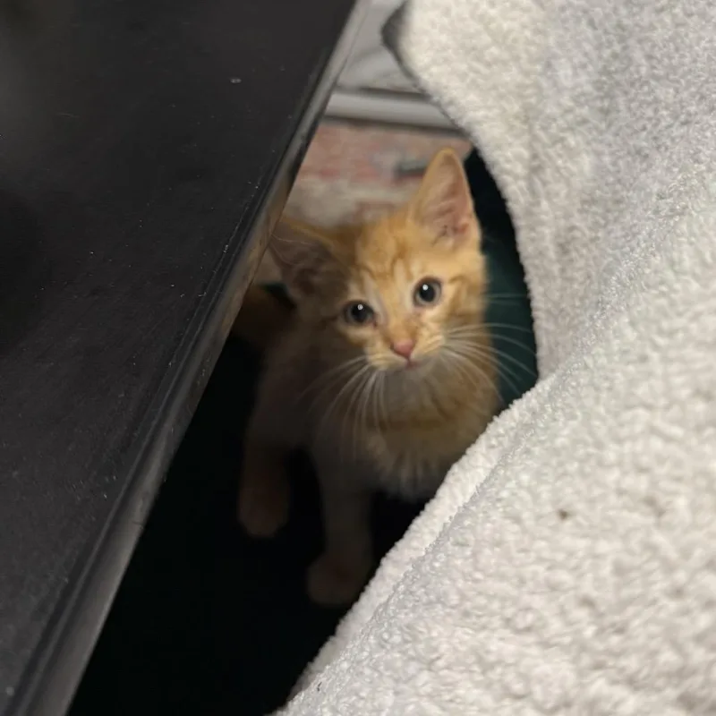 A baby small-sized male Orange / Red Domestic Short Hair cat named Torch for adoption in Granville, OH