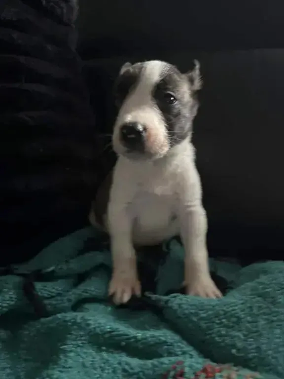 A baby small-sized male Tricolor (Brown, Black, & White) Mixed Breed dog named Boysenberry for adoption in Grand Rapids, MI