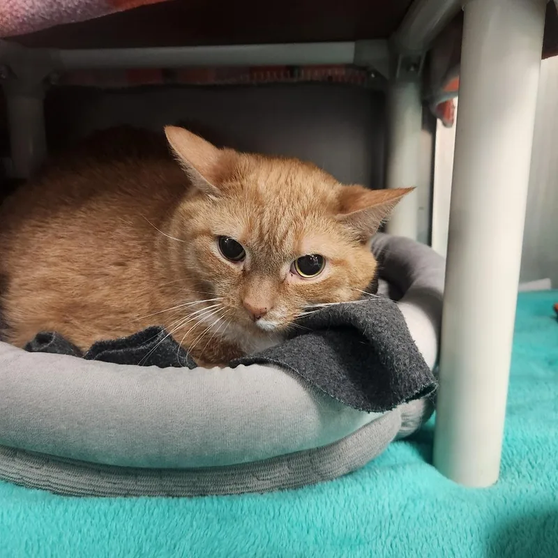 A senior extra large-sized male Orange / Red Domestic Short Hair cat named Pooh for adoption in Brockton, MA