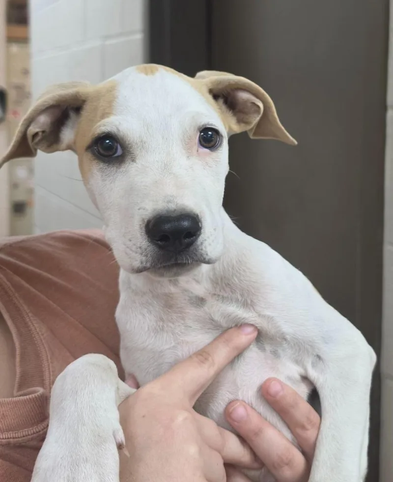 A baby medium-sized male Mixed Breed dog named Cola for adoption in Rome, GA