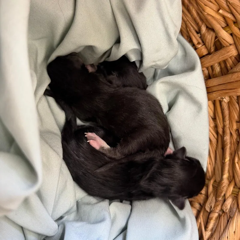 A baby small-sized male Black Domestic Short Hair cat named Gumball for adoption in Auburn, AL