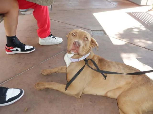 A young large-sized female Pit Bull Terrier dog named Queen Clarion for adoption in San Jose, CA