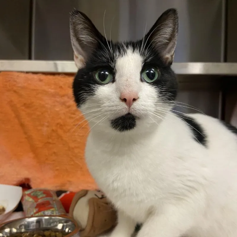 An adult medium-sized male Domestic Short Hair cat named Tornado for adoption in Pittsburgh, PA