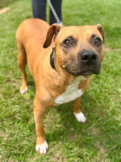 An adult large-sized female American Staffordshire Terrier dog named Elena for adoption in York, SC