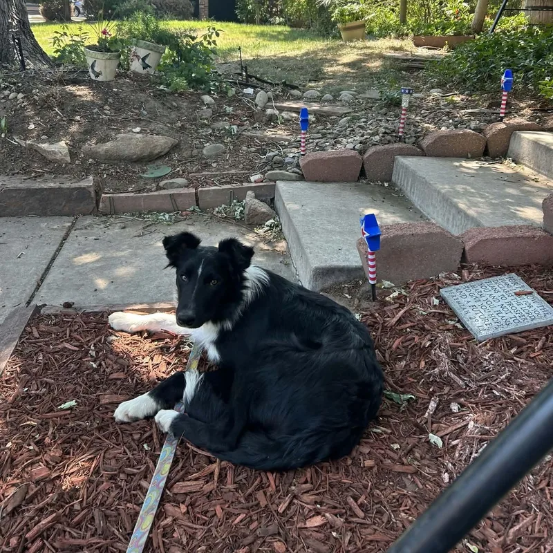 A young medium-sized male Black Border Collie dog named Jace for adoption in Loveland, CO