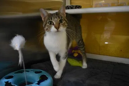 An adult medium-sized female Domestic Short Hair cat named Apple for adoption in Kansas City, MO