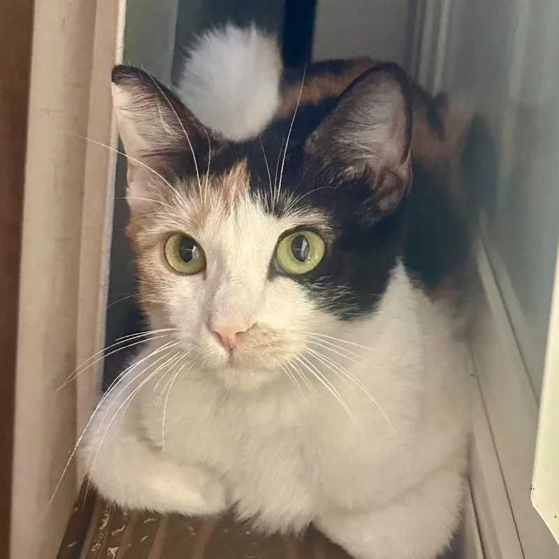 A young small-sized female Calico Domestic Short Hair cat named Cali for adoption in Tustin, CA