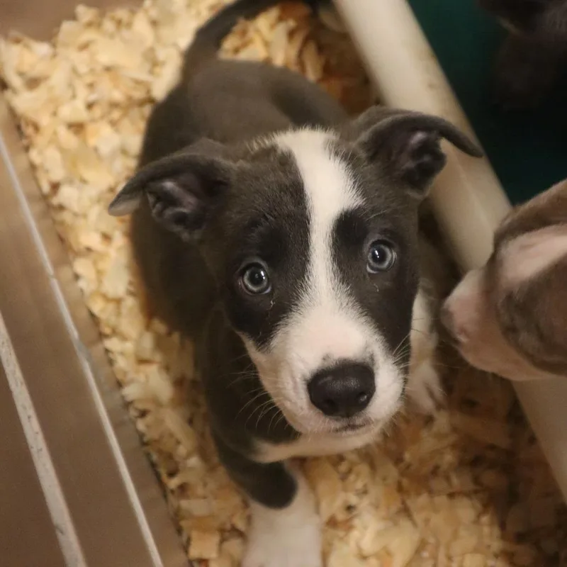 A baby small-sized male Gray / Blue / Silver Mixed Breed dog named Jimi for adoption in Waukesha, WI