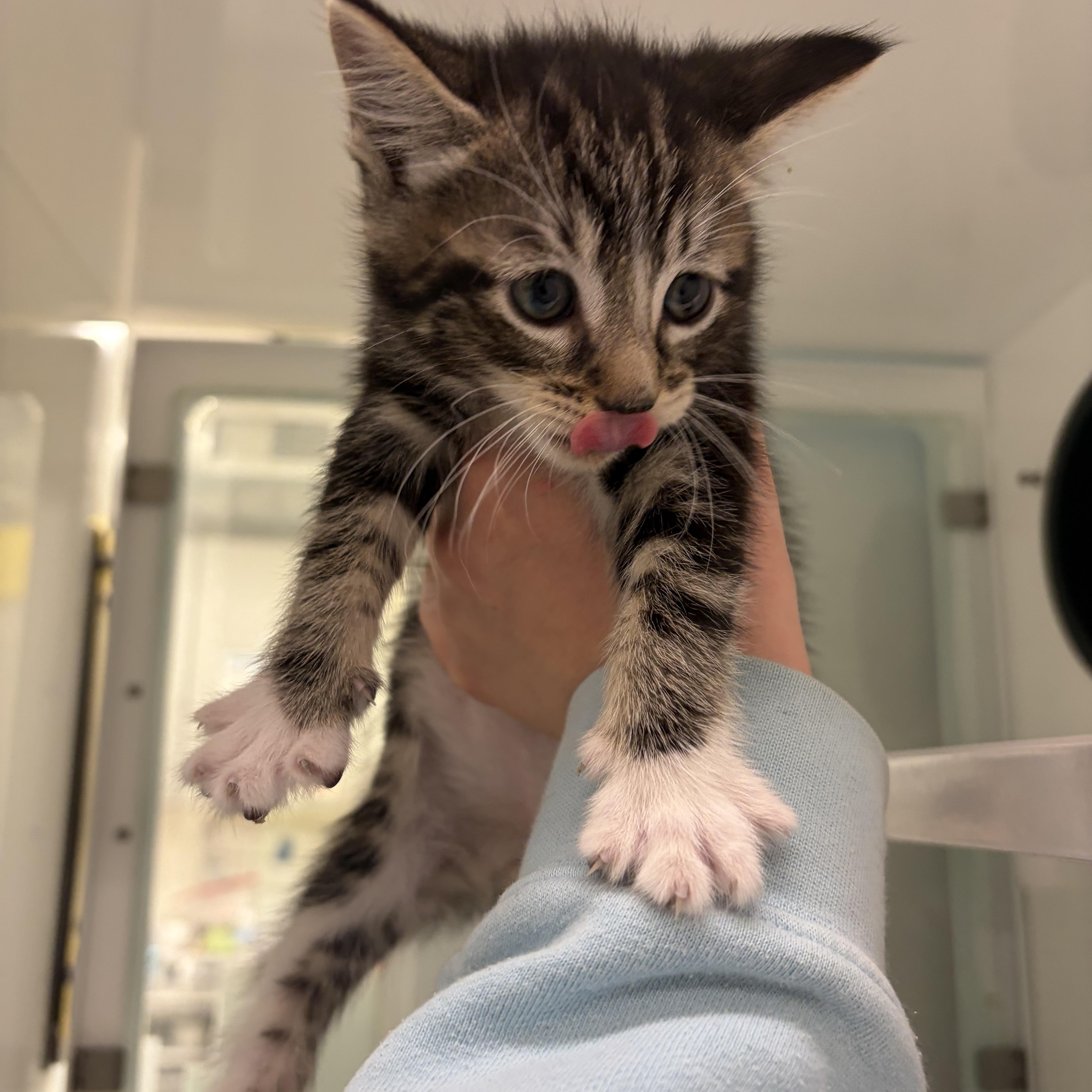 A baby medium-sized male Tabby (Buff / Tan / Fawn) Domestic Short Hair cat named Tito for adoption in Southold, NY