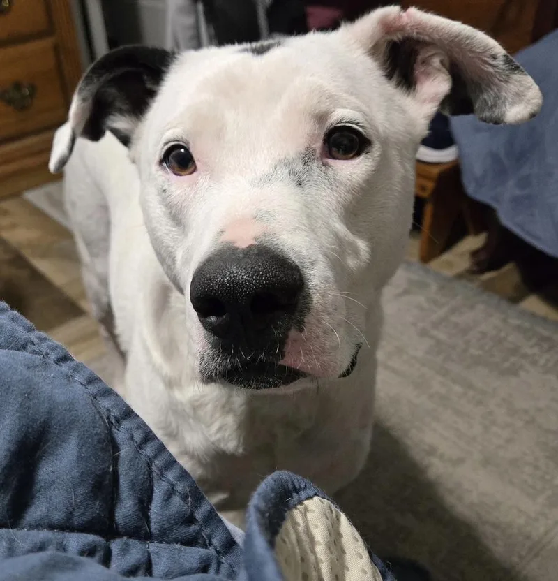 A young large-sized male White / Cream American Bully dog named Fergus for adoption in Tulsa, OK
