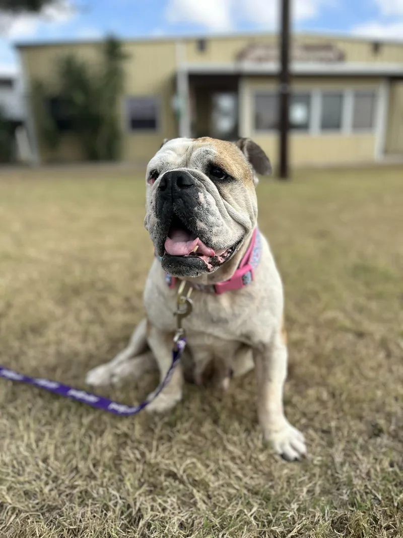 An adult medium-sized female English Bulldog dog named Gabby for adoption in Monticello, NY