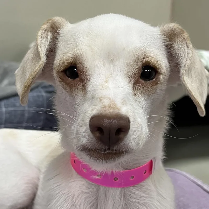 An adult small-sized female Chihuahua dog named Crumpet for adoption in Las Vegas, NV