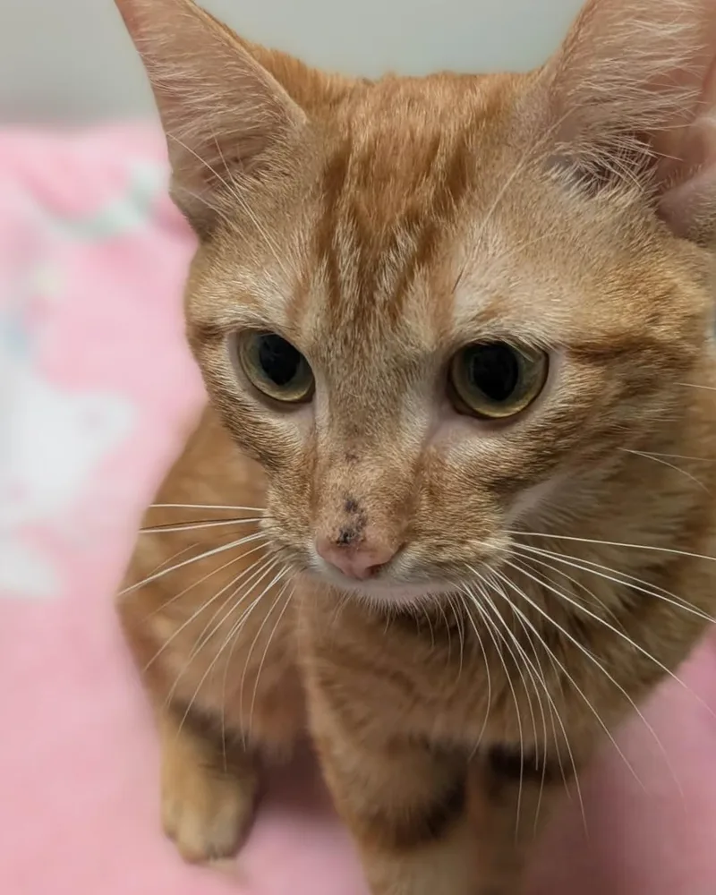 A young large-sized female Tabby (Orange / Red) Domestic Short Hair cat named Octavia for adoption in Springfield, IL