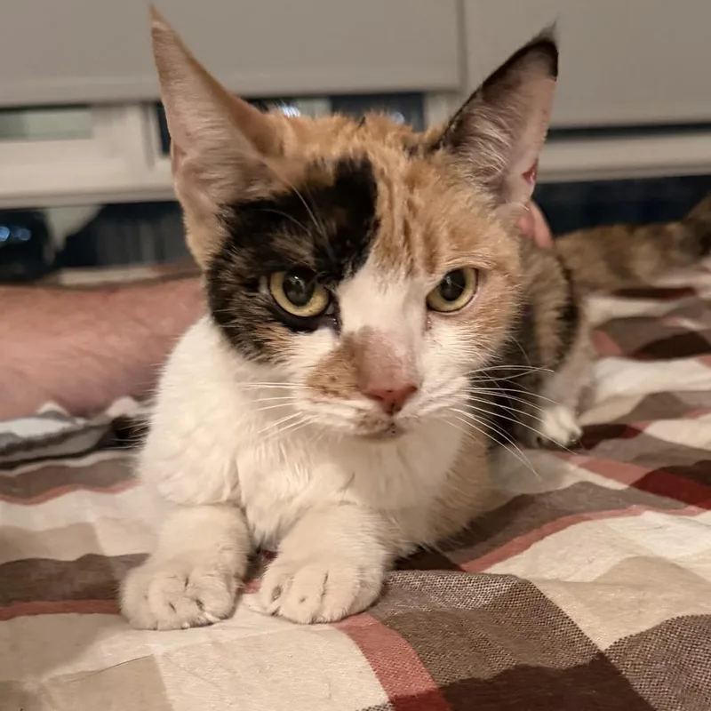 A young small-sized female Calico Domestic Short Hair cat named Sherri for adoption in Brooklyn, NY