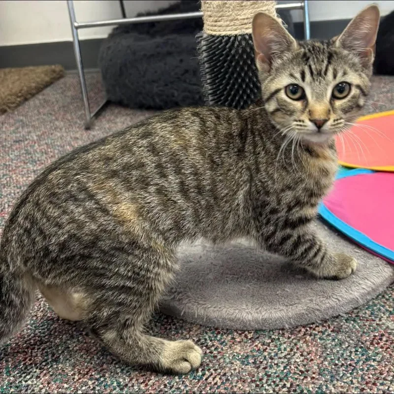 A baby small-sized female Brown / Chocolate Domestic Short Hair cat named Tulip for adoption in Hamburg, NY
