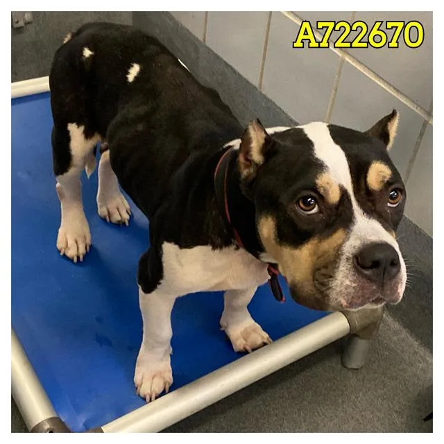 An adult medium-sized female American Staffordshire Terrier dog named Raven for adoption in San Antonio, TX