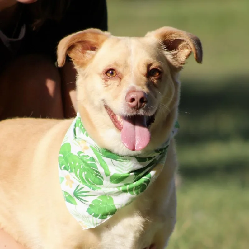 An adult small-sized male Labrador Retriever dog named Teddy for adoption in Columbia, SC
