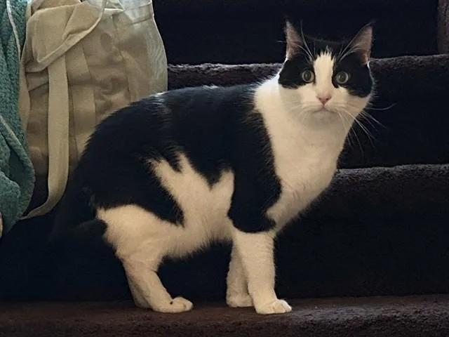 A senior medium-sized male Domestic Short Hair cat named Yogi for adoption in Colorado Springs, CO