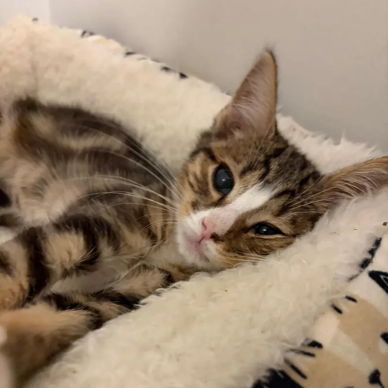 A baby small-sized male Domestic Short Hair cat named Chickadee for adoption in Verona, VA