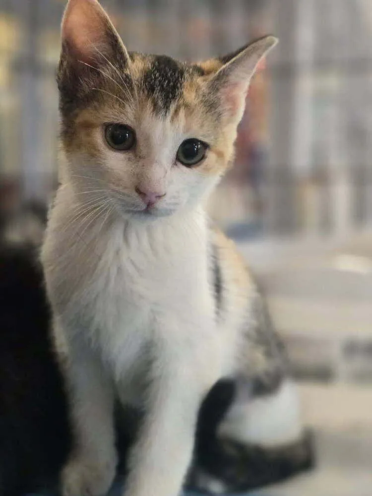 A baby small-sized female Black & White / Tuxedo Domestic Short Hair cat named Mink Mink for adoption in Mooresville, NC